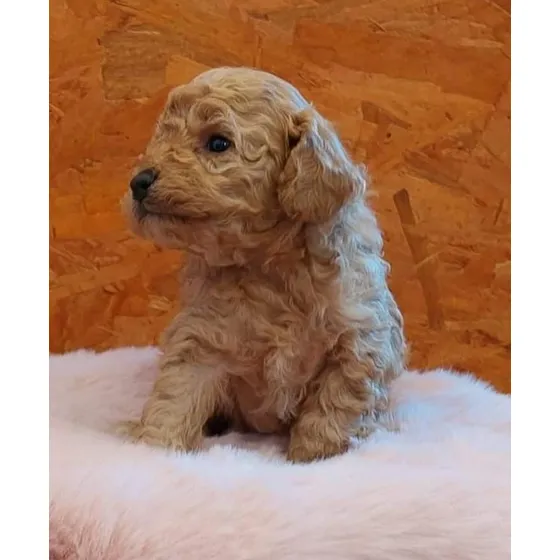 Caniche Mini Toy Macho  Chocolate Marron