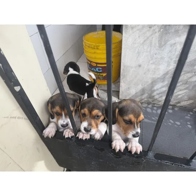 Cachorros Beagle 100% Puros Padres A La Vista