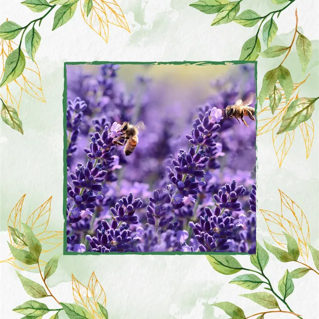 50 Semillas Flor Lavanda + Obsequio Germinación
