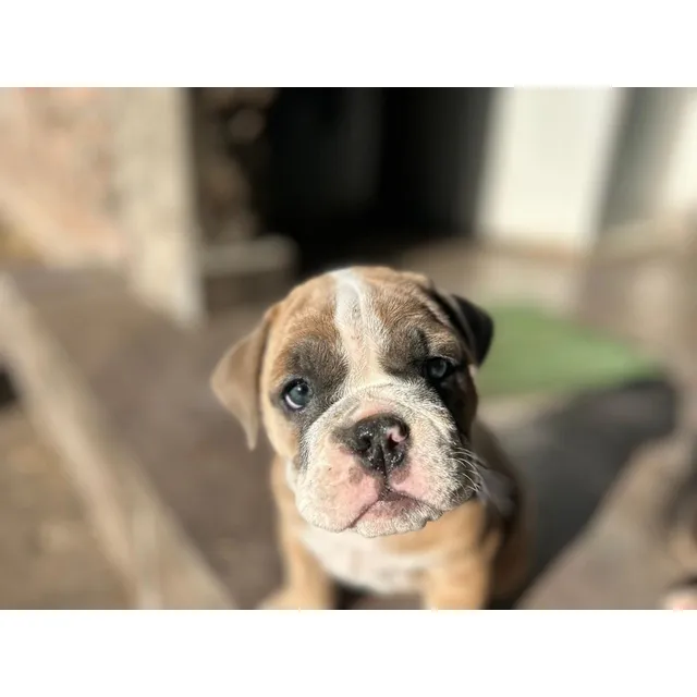 Bulldog Inglés Hembra De Pelaje Claro