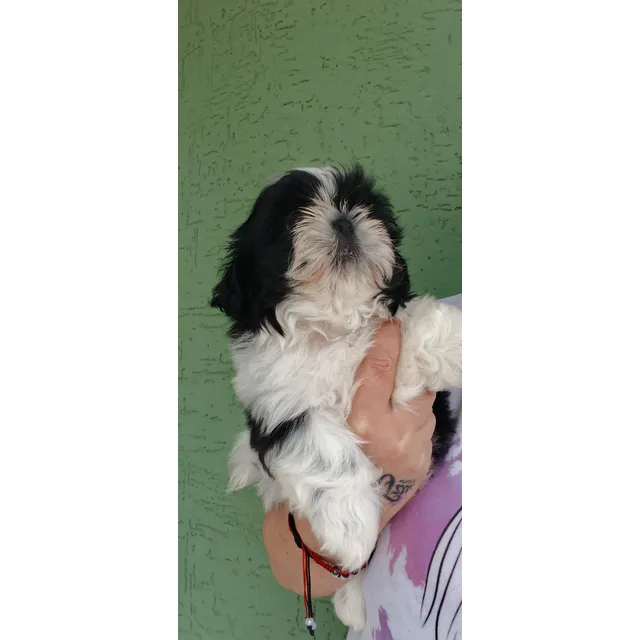 Shih Tzu Con Pedigree