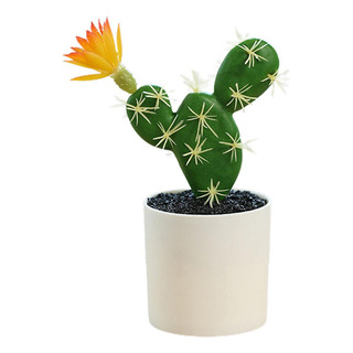 Cactus Falsos Plantas De Cactus Falsos Plantas En Macetas Cactus Falsos Plantas De Cactus Falsos Plantas En Macetas