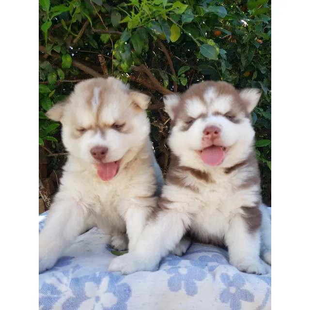 Filhotes Husky Siberiano - Macho E Fêmea Whooly