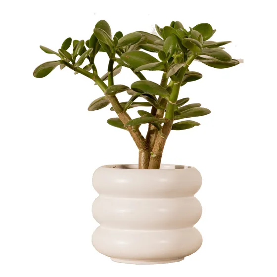 Maceta De Cerámica Decorativa Color Blanco Lisa