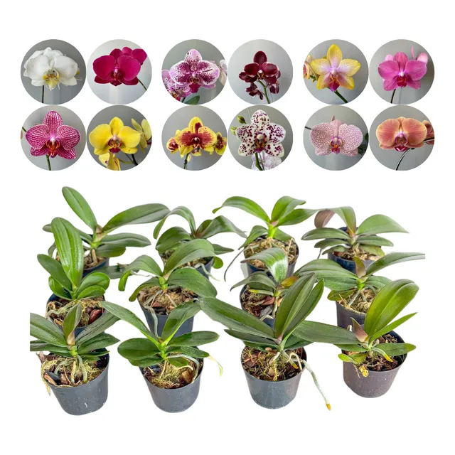 Kit 12 Mudas Orquidea Phalaenopsis Raras