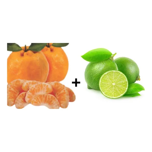 Kit 2 Muda 1 Laranja Ponkan 1 Limão Taiti