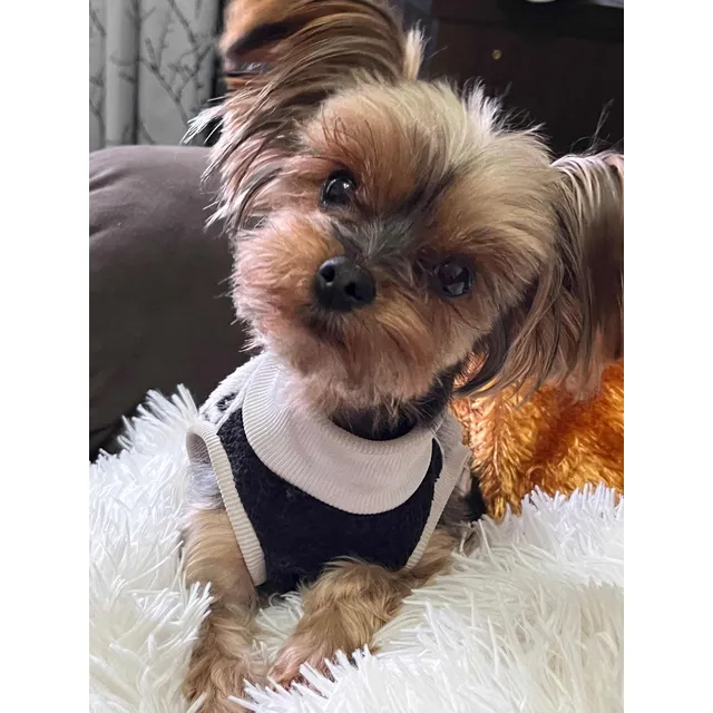 Yorkshire Cachorro Mini Disponible Padres A La Vista