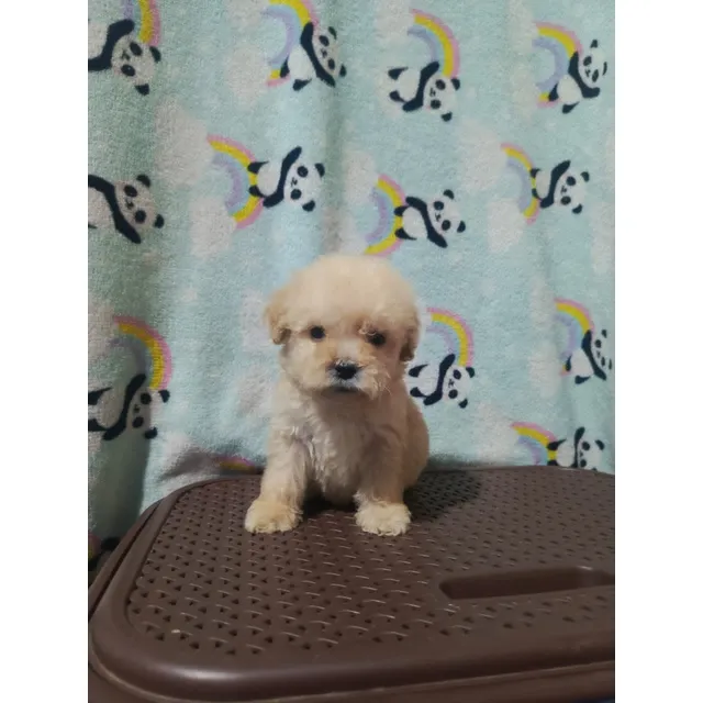 Poodle Macho