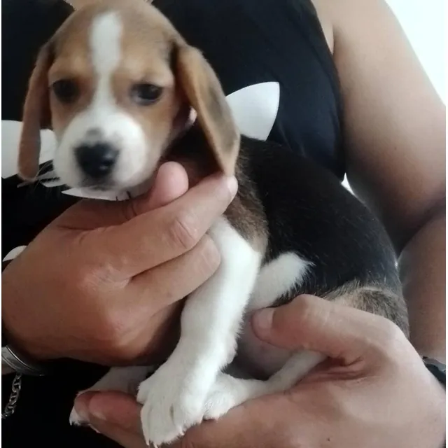 Cachorro Beagles Tricolor Patas Cortas Hermosos 