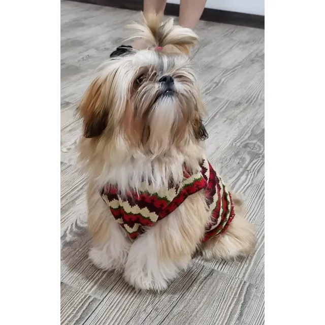Shihtzu 100% Puros Padres Importados