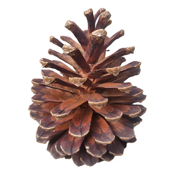 Docena Piñas De Pino Navidad Adorno Para Arbolito Navideño