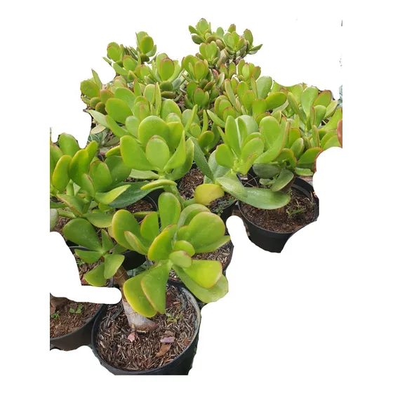 Suculenta Planta Jade Crassula Ovata - Muda Da Fortuna 15 Cm