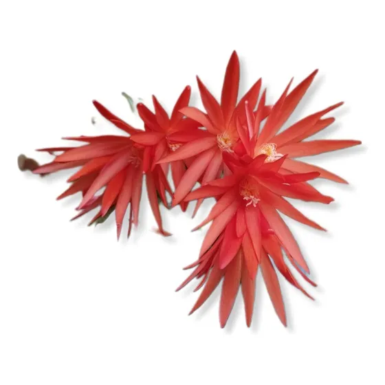 Cactus De Navidad O Cangregito Rojo
