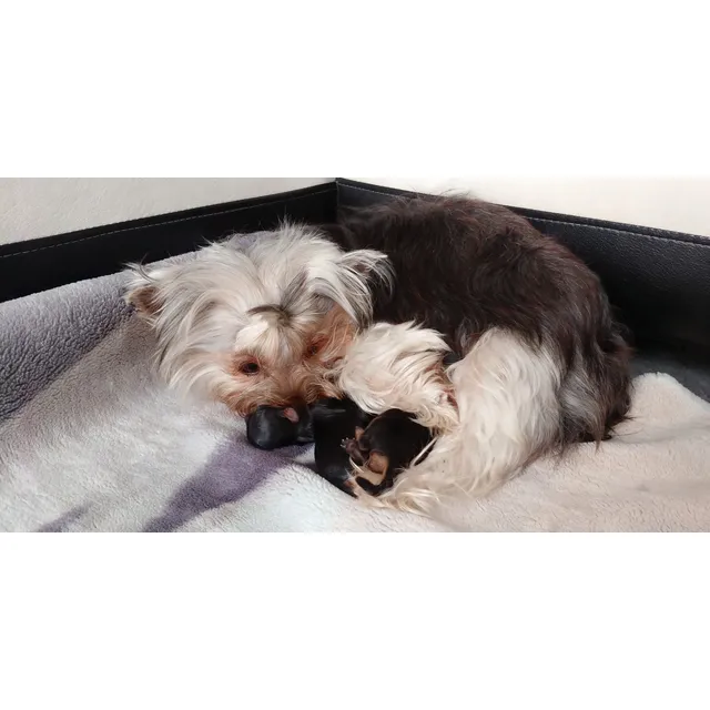 Hermosos Cachorros Yorkshire