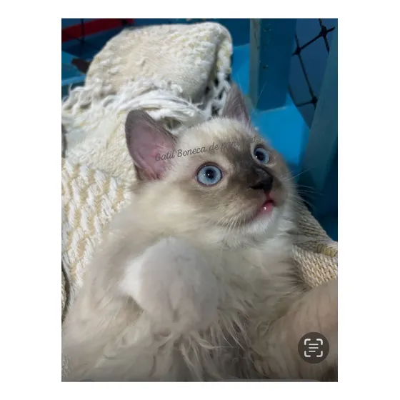 Filhotes De Gatos Ragdolls