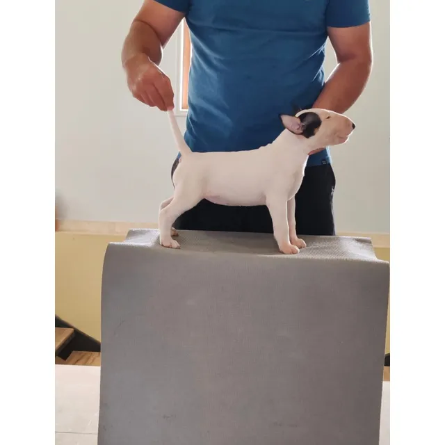 Bull Terrier Hijos De Campeona Chilena