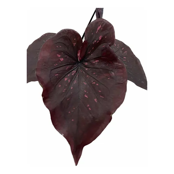 Caladium Rubro Importado Da Indonésia Raro Lindo Tinhorão