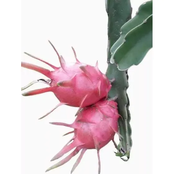 Mudas De Pitaya Embrapa Brs Luz/lua Do Cerrado Kit 4 Un