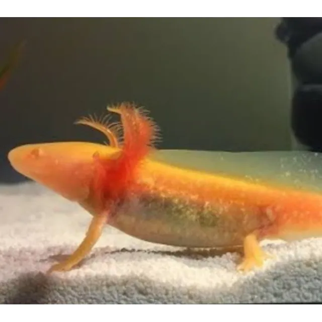 Axolotes Albinos Amarillos 10 Cm Amarillo