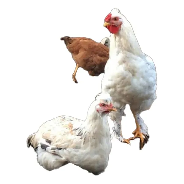 Gallinas Edad Pollitas De Huevos Verdes, Azules Y Colores
