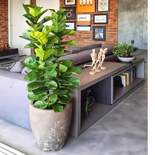Árvore Ficus Lyrata Artificial Grande Decoração Sala 100cm