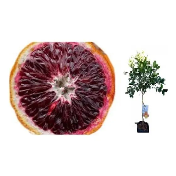 Naranja Sanguínea Roja - H E R M O S A - G R A N D E