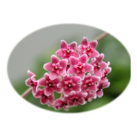 Kit 2 - Flor De Cera Rosa