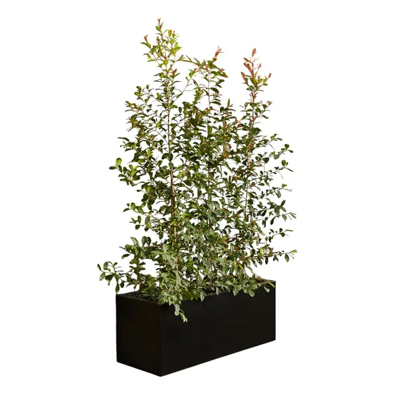 Maceta Jardinera Rectangular Rotomoldeado 100x30x30 Cm