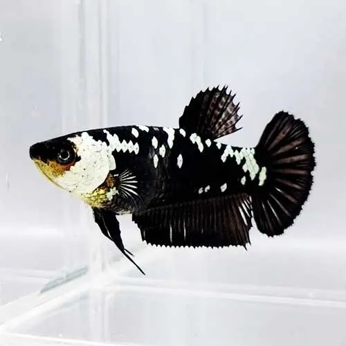 Peixe Betta Plakat Samurai Black Fêmea (linhagem Pura)