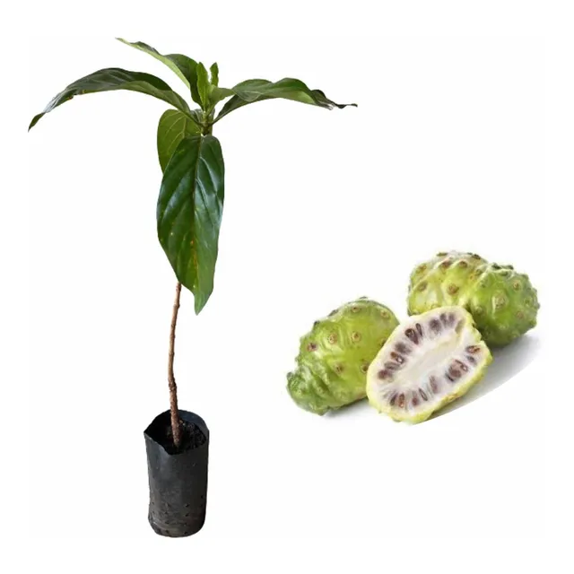 Mudas De Noni Com 1 Metro Em Fase De Produção