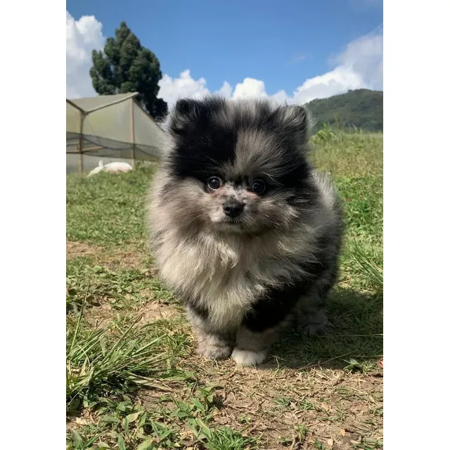 Perros Pomerania Mini Toy Cara De Oso Lulú Ruso Cachorros 