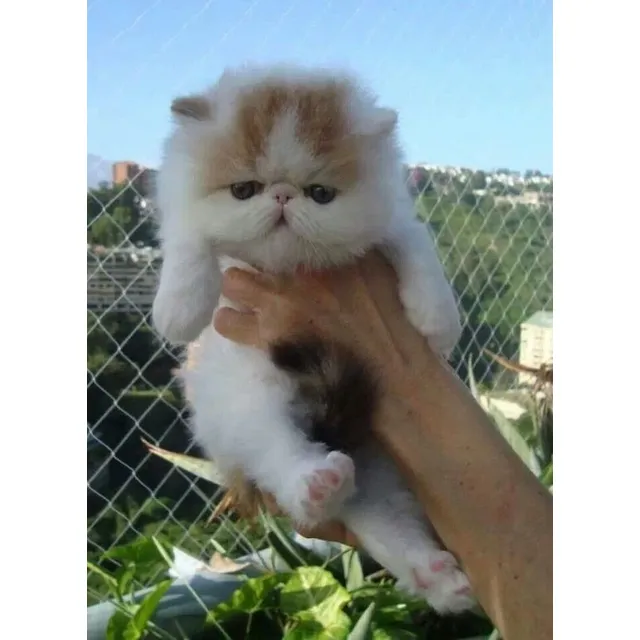 Hermosos Gatos Persa Michis Colombia Cartagena Cats Cat