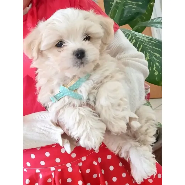 Cachorros Maltipoo Pequeños Buena Genética Leer Descripción