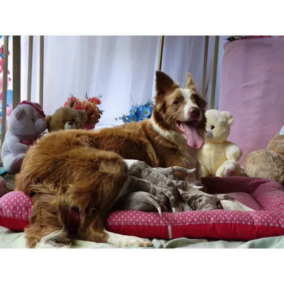 Border Collie