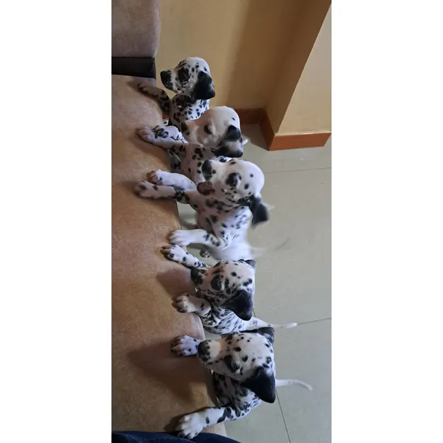Dalmatas Cachorros