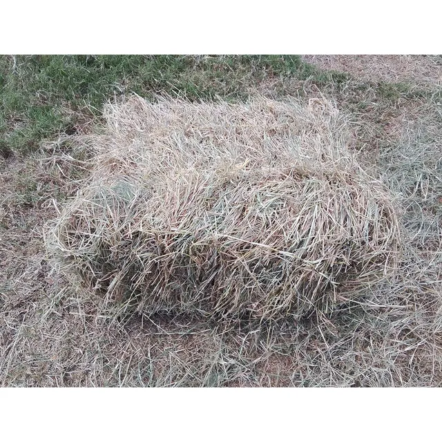 Pacas De Pasto Bermudas
