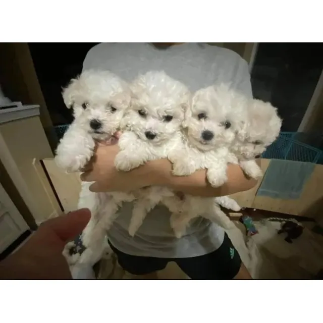 Cachorros Poodle Camada