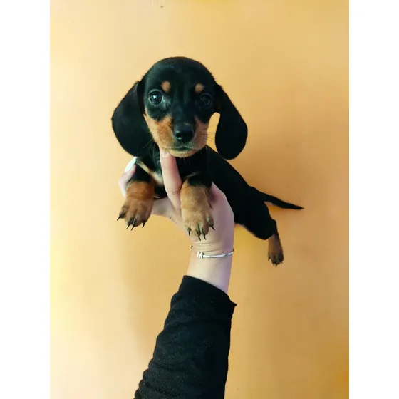 Macho Salchicha Dachshund Minis