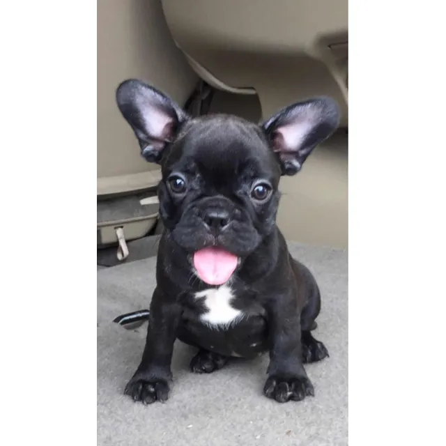 Bebe Bulldog Frances Precio Bogota Medellin Cali Colombia