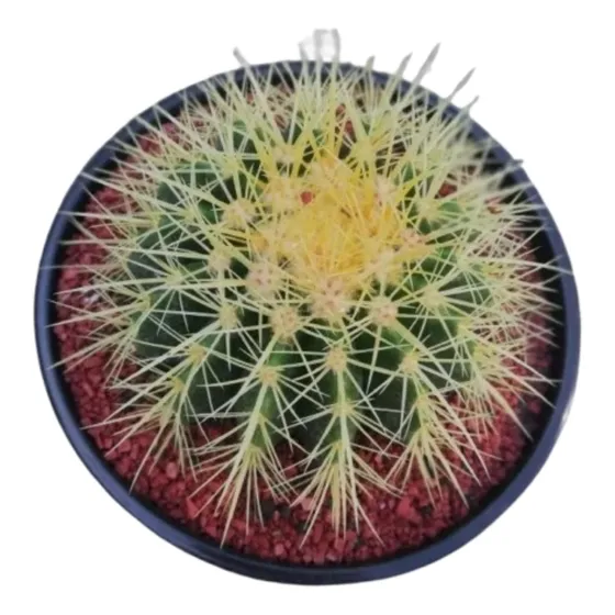 Cactus Echinocactus Grusonii