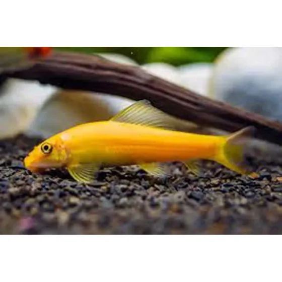 Peixe Comedor De Alga Chinês Gold 4 Cm