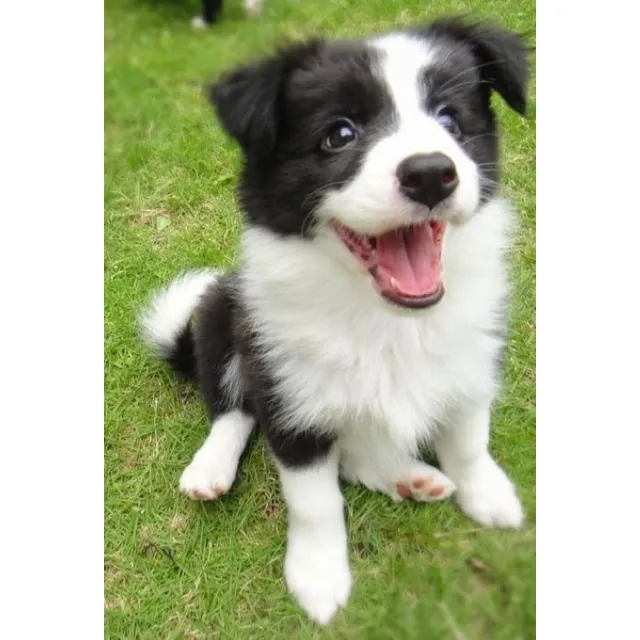 Cachorros Border Collie Perros Colombia Medellin Bogotá Cali