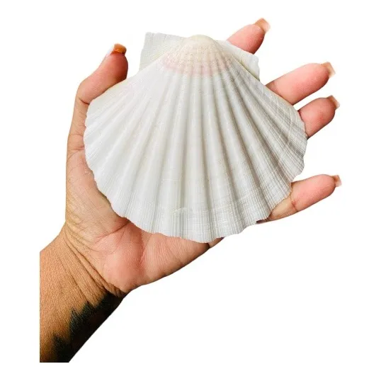 Concha Marinha Do Mar Shell Natural Promoção