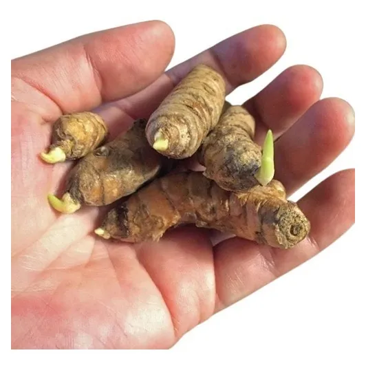Muda, Bulbo, Açafrão Da Terra (cúrcuma) 10 Unidades