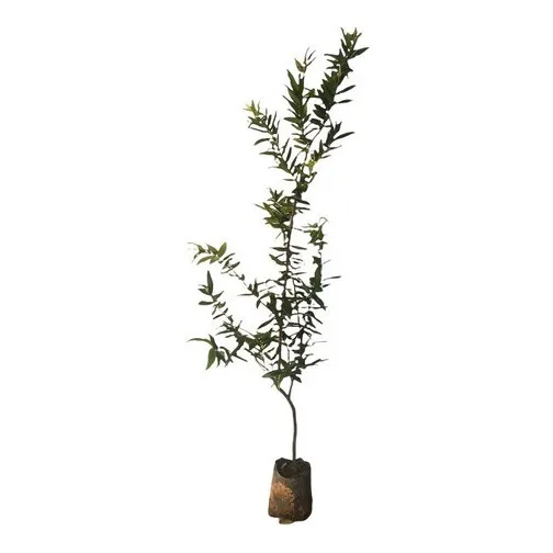 Cereja Do Rio Grande - Plantas Com 1,5 Metro De Altura