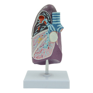 Modelo De Pulmón Humano Modelo De Anatomía Pulmonar Patológi Modelo De Pulmón Humano Modelo De Anatomía Pulmonar Patológi