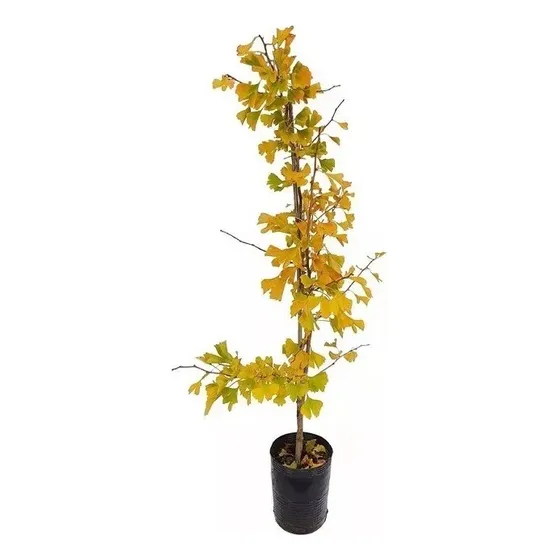  Árbol Sagrado, Ginkgo Biloba L. 10lts