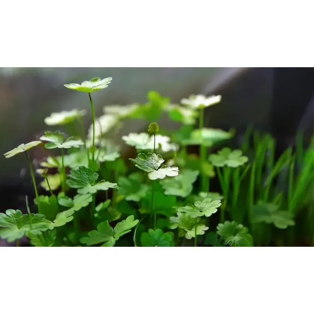 Hydrocotyle Tripartita Planta Para Acuario