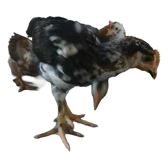 Pintinhos De Galinha Sertajeja Balao Vermelho