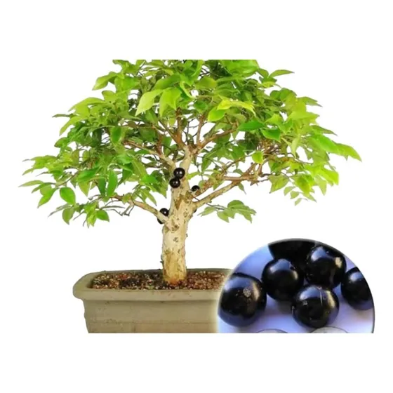 Bonsai De Jabuticaba Com 5 Anos , Já Florindo Cultive O Amor